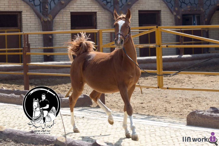 مجموعه پرورش اسب ذوالفقار در اصفهان