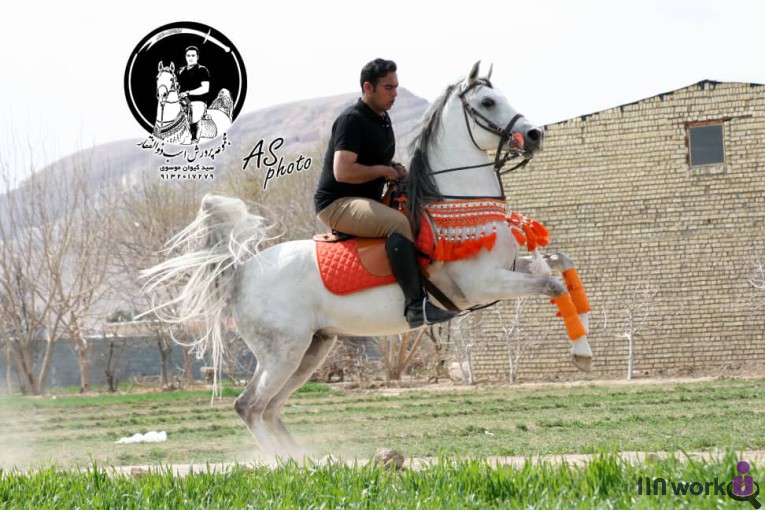 مجموعه پرورش اسب ذوالفقار در اصفهان