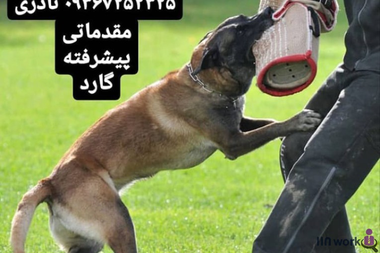باشگاه آموزش و پرورش سگ داکوتا در مشهد
