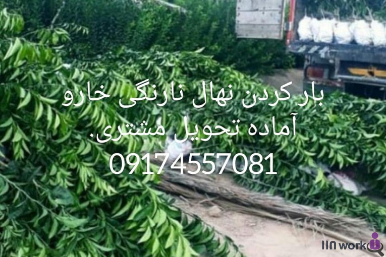نهالستان مهندس میری در جهرم