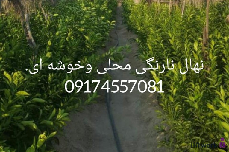 نهالستان مهندس میری در جهرم