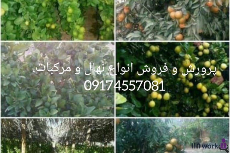 نهالستان مهندس میری در جهرم