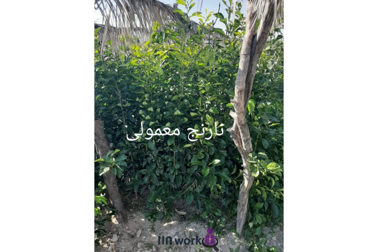 نهالستان مهندس میری در جهرم