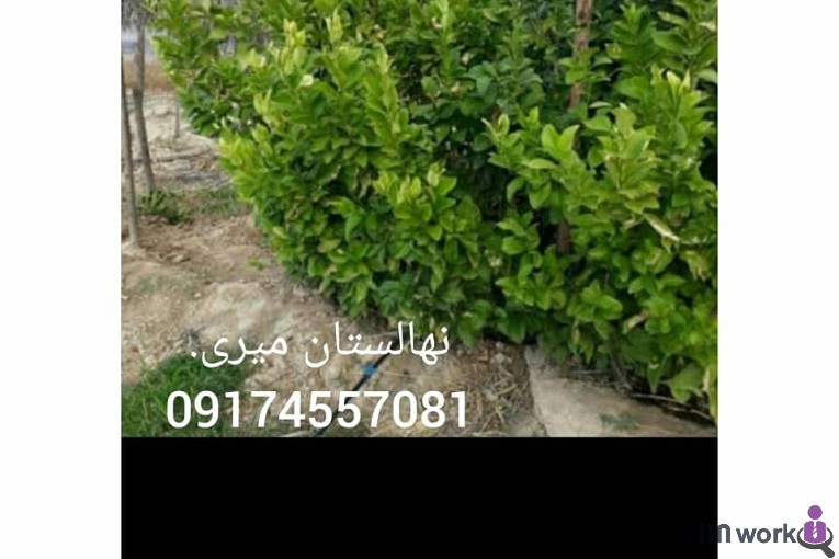 نهالستان مهندس میری در جهرم
