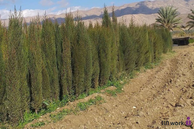 نهالستان مهندس میری در جهرم