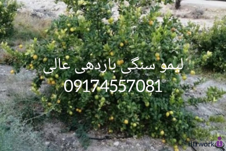 نهالستان مهندس میری در جهرم