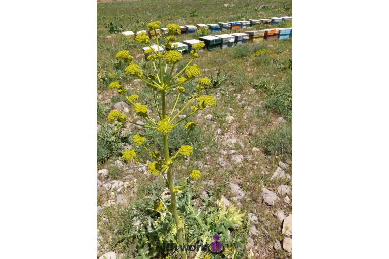 زنبورداری پادنای زیبا در اصفهان