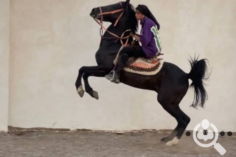 مجموعه سوارکاری و پرورش اسب غزال در سیرجان