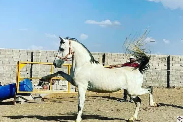 مجموعه سوارکاری و پرورش اسب غزال در سیرجان