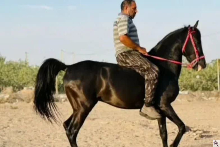 مجموعه سوارکاری و پرورش اسب غزال در سیرجان